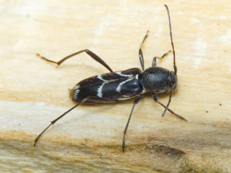 Chlorophorus sartor (O.F. Müller, 1766)